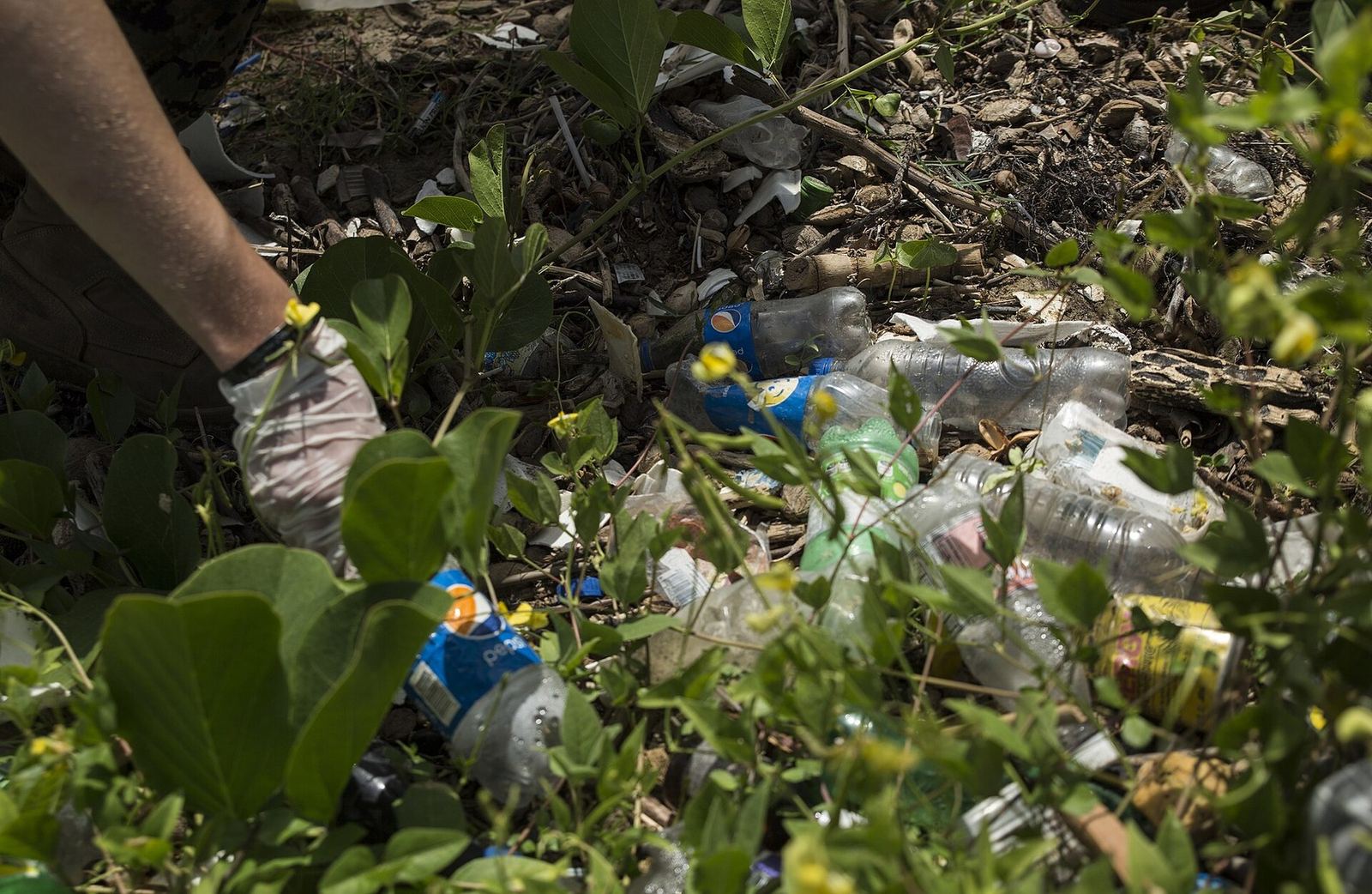 Pepsi-labelled bottles in beach vegetation during a Jamaica cleanup